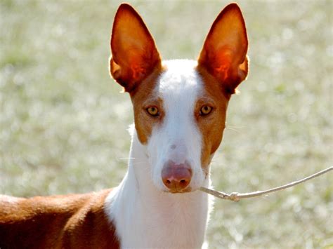 venta de podencos ibicencos en valencia|Perros podenco y sus cruces en adopción en Valencia